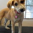 Photo #2: Dog Grooming Salon