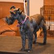 Photo #11: Dog Grooming Salon