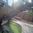 Photo #1: RAMIREZ TREE SERVICES -DEAD TREE REMOVAL, TRIMMING AND MORE!