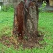 Photo #7: RAMIREZ TREE SERVICES -DEAD TREE REMOVAL, TRIMMING AND MORE!