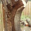 Photo #11: RAMIREZ TREE SERVICES -DEAD TREE REMOVAL, TRIMMING AND MORE!