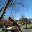 Photo #3: Old Fashioned Tree Service