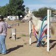 Photo #11: M & M Stables. Horse Boarding and Obstacle Course