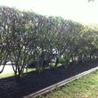 Photo #9: Tapia's lawn care - mulch installation