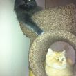 Photo #12: Aunt Kitty's Pet Sitting Would Love To Care For Your Pets