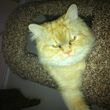 Photo #6: Aunt Kitty's Pet Sitting Would Love To Care For Your Pets