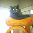 Photo #5: Aunt Kitty's Pet Sitting Would Love To Care For Your Pets