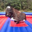 Photo #8: MECHANICAL BULL PARTY RENTAL TODAY!