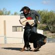Photo #1: Sublime Canine.... Professional Dog Training & Behavior Modification