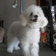 Photo #23: Professional, Affordable Dog Grooming