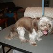 Photo #22: Professional, Affordable Dog Grooming