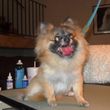 Photo #20: Professional, Affordable Dog Grooming