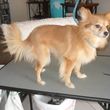 Photo #18: Professional, Affordable Dog Grooming