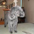 Photo #7: Professional, Affordable Dog Grooming