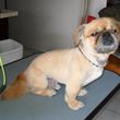 Photo #1: Professional, Affordable Dog Grooming