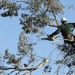 Photo #1: Oscar Tree Service