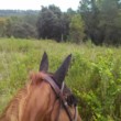 Photo #1: Private horseback riding lessons and trail rides
