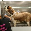 Photo #5: A day at the spa for your fur babies. Mobile dog Groomer