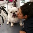 Photo #2: A day at the spa for your fur babies. Mobile dog Groomer