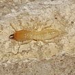 Photo #5: Termites!!! Call H&R For Free Termite Inspection!!