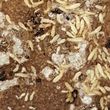 Photo #2: Termites!!! Call H&R For Free Termite Inspection!!