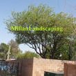 Photo #15: Milla's Landscaping & Maintenance Service
