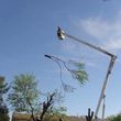 Photo #3: DISCOUNT TREE REMOVAL LOCATED IN SCOTTSDALE