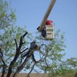 Photo #2: DISCOUNT TREE REMOVAL LOCATED IN SCOTTSDALE