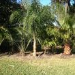 Photo #1: Altamonte Lawn Service
