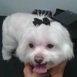 Photo #1: Mobile dog grooming