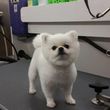Photo #11: Beautiful View Dog - Mobile grooming...