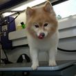 Photo #9: Beautiful View Dog - Mobile grooming...