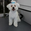 Photo #7: Beautiful View Dog - Mobile grooming...