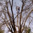Photo #2: Quality Tree Service - takedowns, trimmings, topping, deadwooding