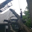 Photo #4: Cheap tree work! We greatly appreciate it!