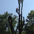 Photo #6: Cheap tree work! We greatly appreciate it!