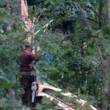 Photo #9: Cheap tree work! We greatly appreciate it!