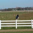 Photo #12: Sunny Meadow Farm. Horse boarding