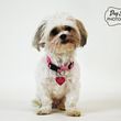 Photo #9: PROFESSIONAL PHOTOS OF YOUR PETS!!