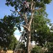 Photo #3: JARAMILLO TREE SERVICE