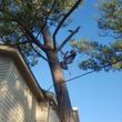 Photo #7: Keys and Sons. Tree Removal