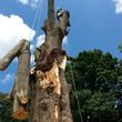 Photo #6: Combs' tree service. FREE ESTIMATES