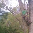 Photo #4: Combs' tree service. FREE ESTIMATES