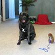 Photo #8: AZTEC DOG TRAINING AND PUPPY BOOTCAMP