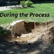 Photo #4: Denton's STUMP GRINDING AND REMOVAL