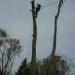 Photo #3: Professional tree trimming and takedown (Columbus and surrounding area)