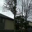 Photo #2: Professional tree trimming and takedown (Columbus and surrounding area)