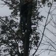 Photo #1: Professional tree trimming and takedown (Columbus and surrounding area)