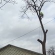 Photo #2: Tree Removal Service.  Skinner Expert