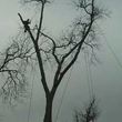 Photo #1: Tree Removal Service.  Skinner Expert